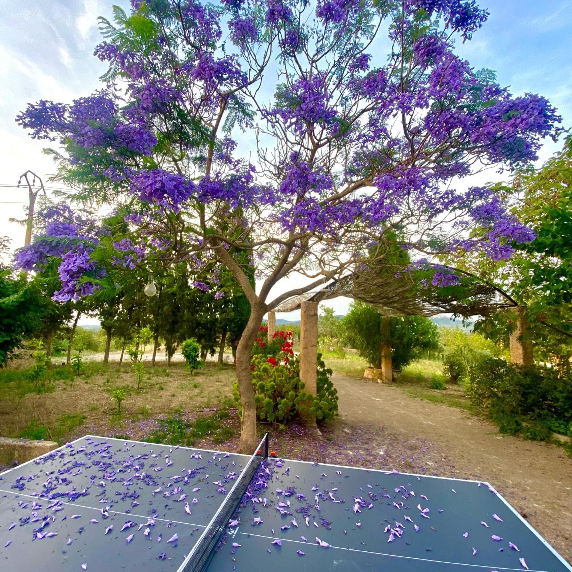 Finca Canfirella Portocolom Felanitx Buitenkant foto